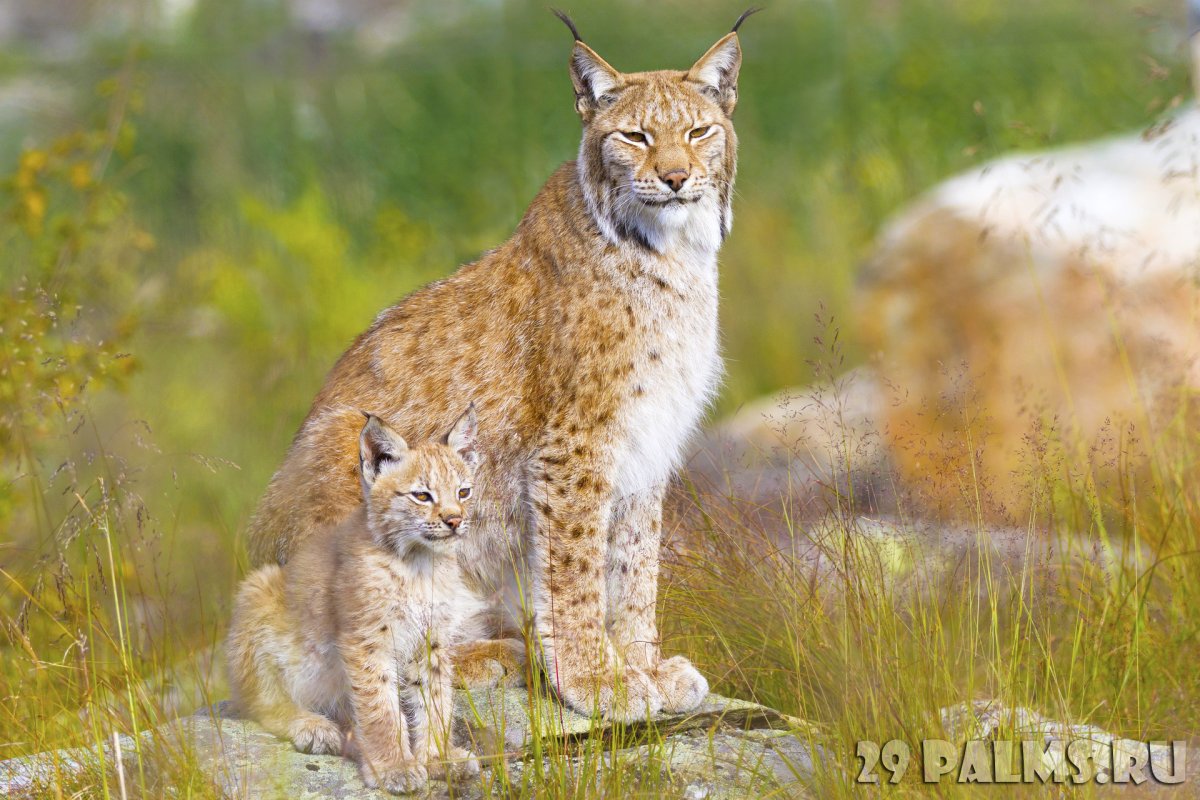 Канадская Рысь