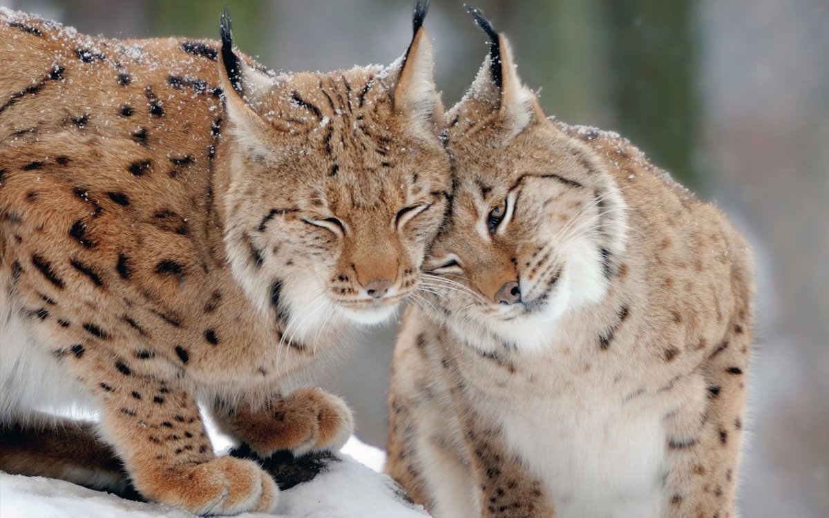 Канадская Рысь Бобкэт