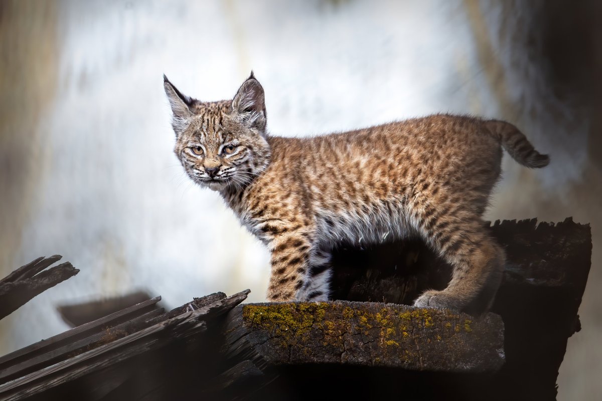 Детеныш рыси в полный рост
