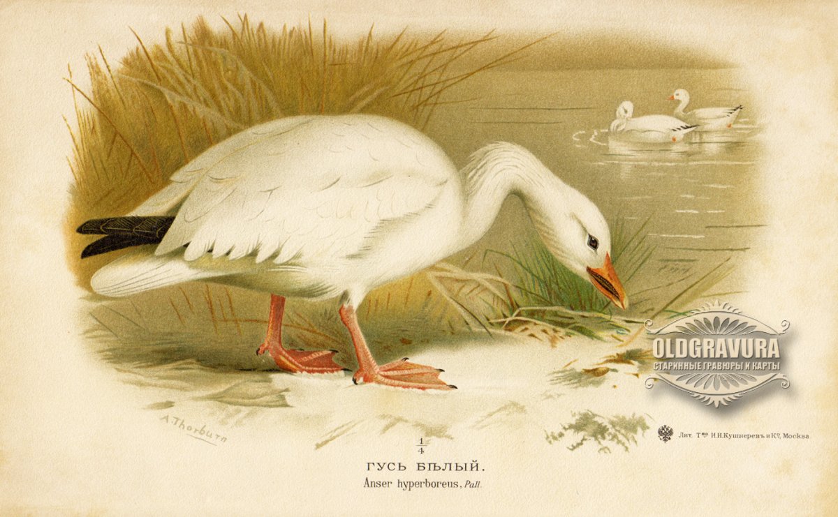 Винтажная гусыня