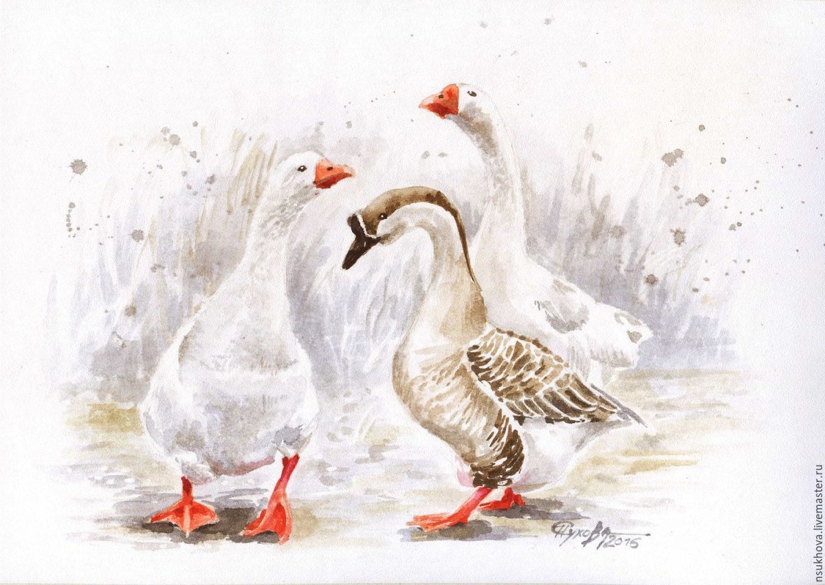 Риолис гуси