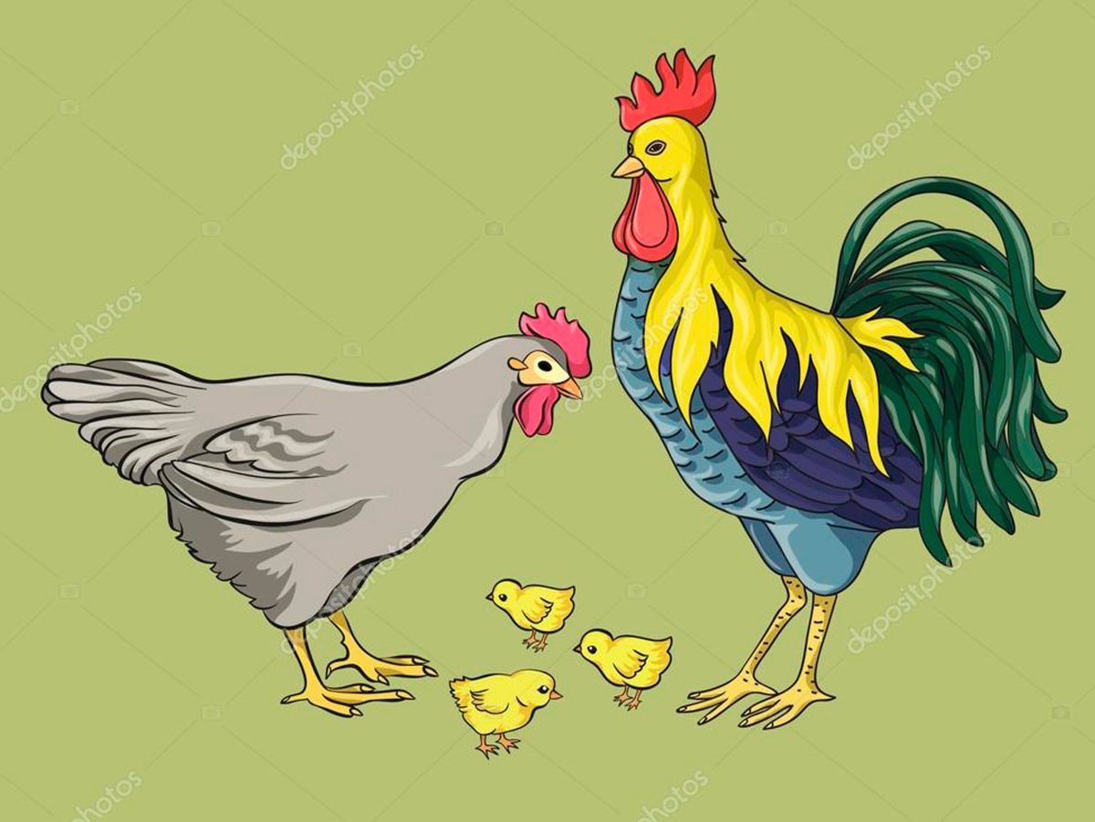 Куры и петухи сен Санс