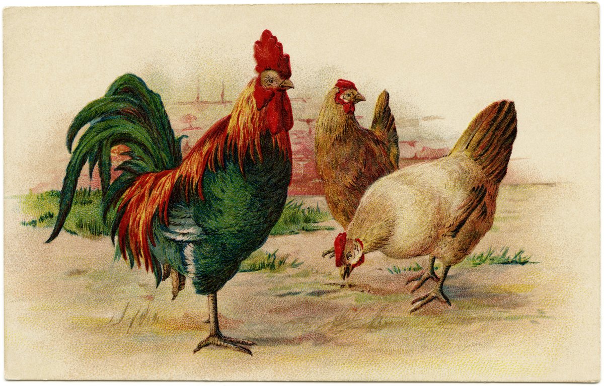 Петух гуашью