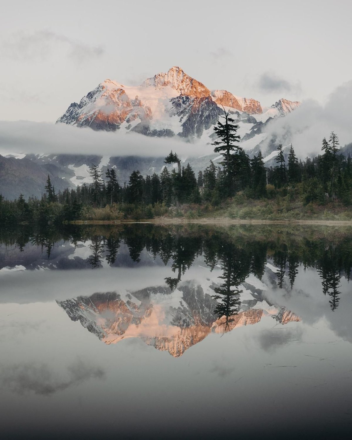 Лес Пинтерест