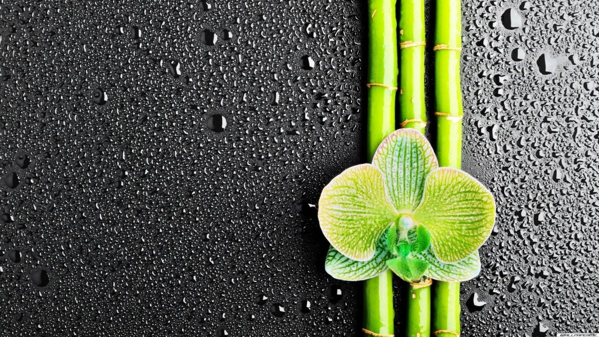 Обои на смартфон вертикальные