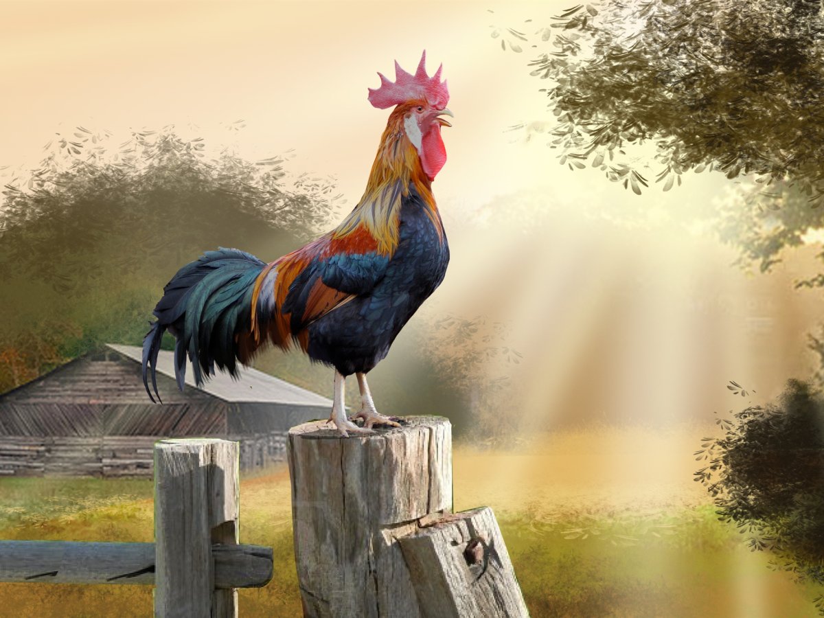 Петух поет
