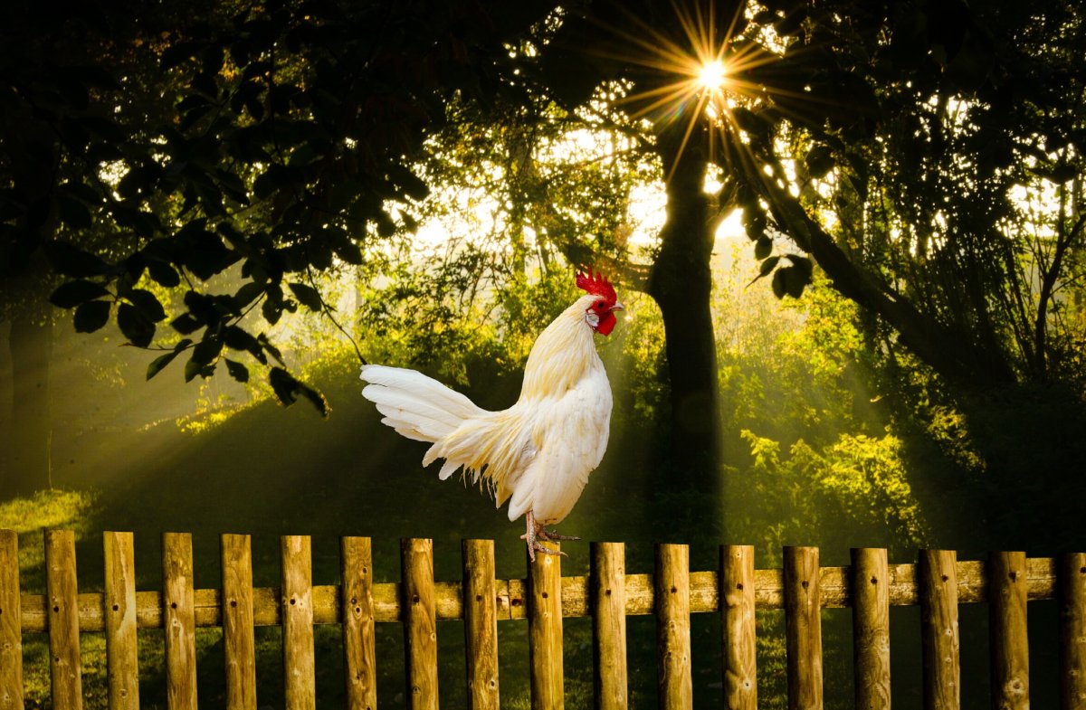 Петух на заборе