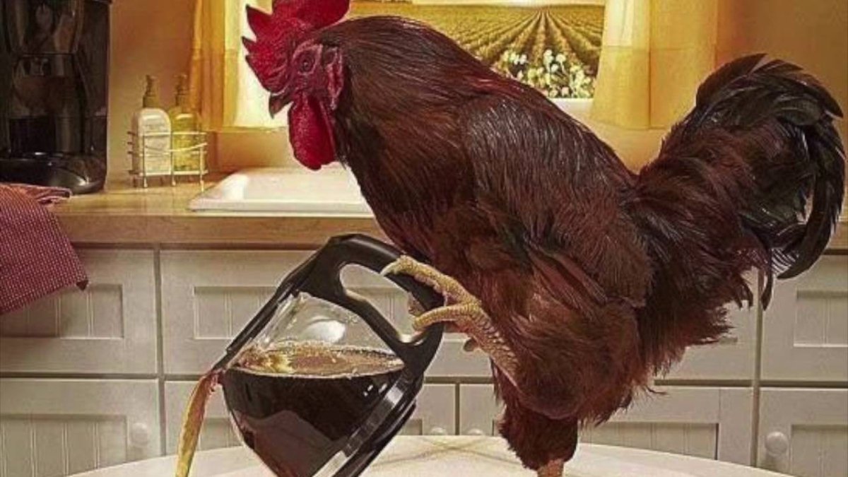 Курица с кофе