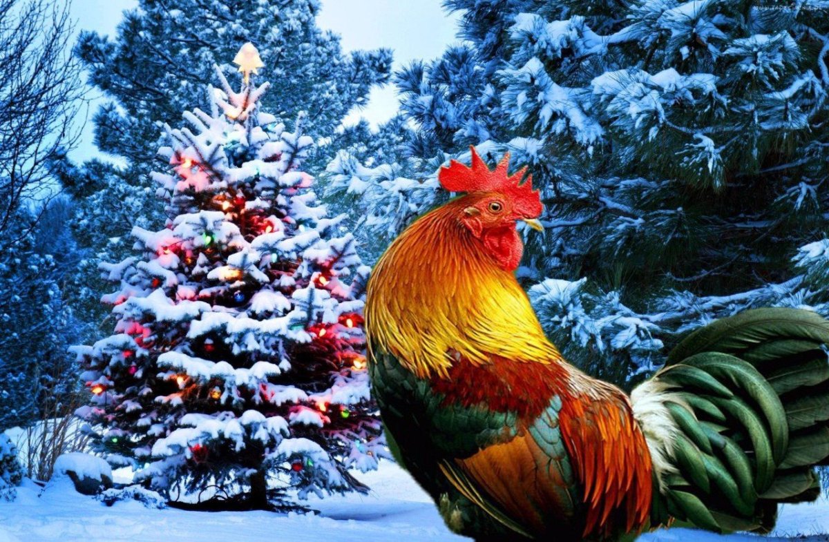 Смешные куры и петухи