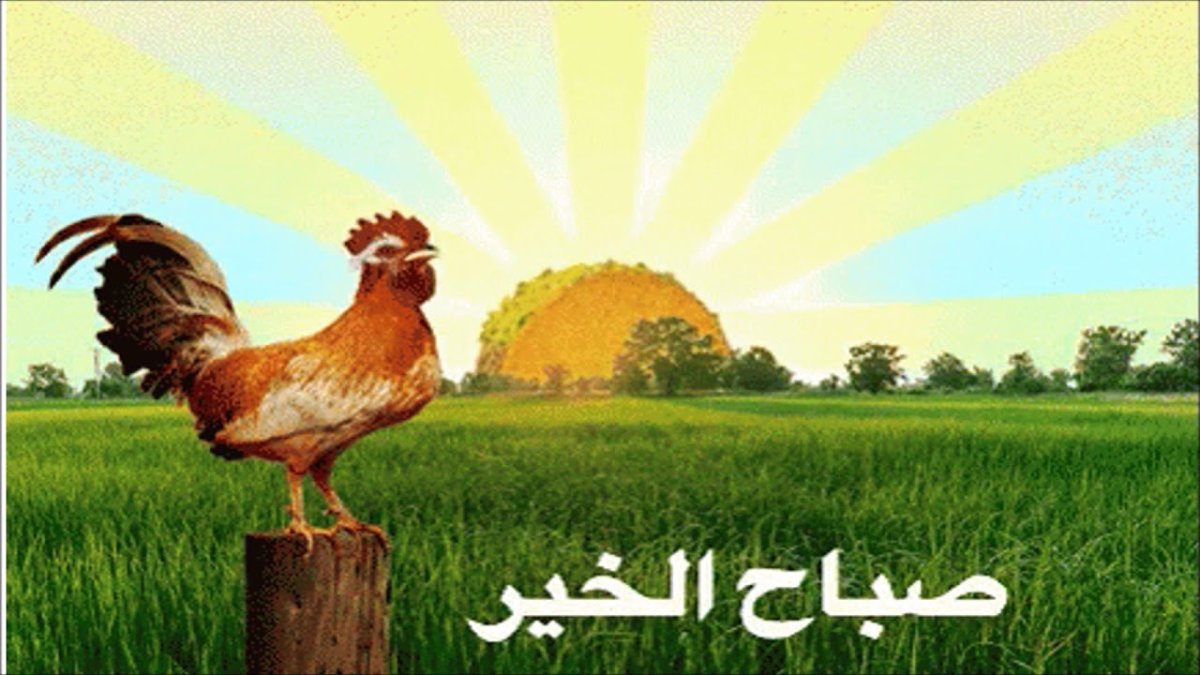 С добрым утром петух