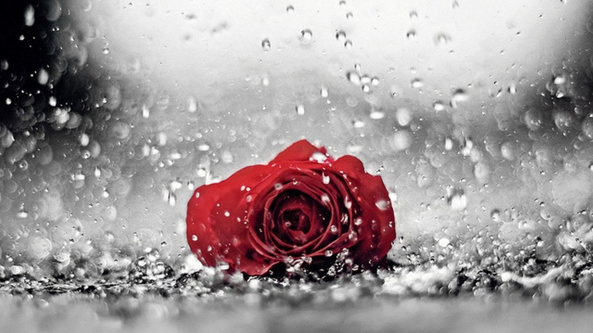 Осенняя роза под дождем