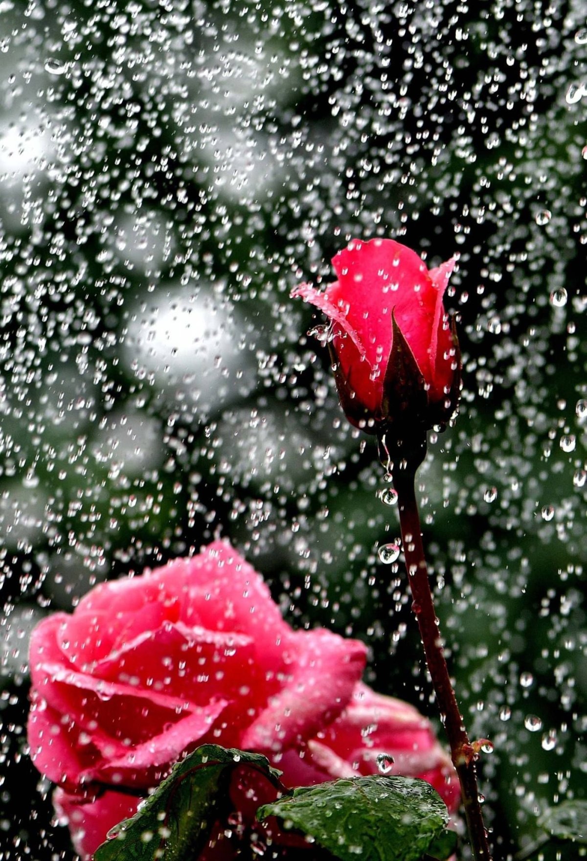 Роза в стакане