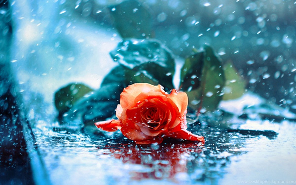 Желтые цветы под дождем