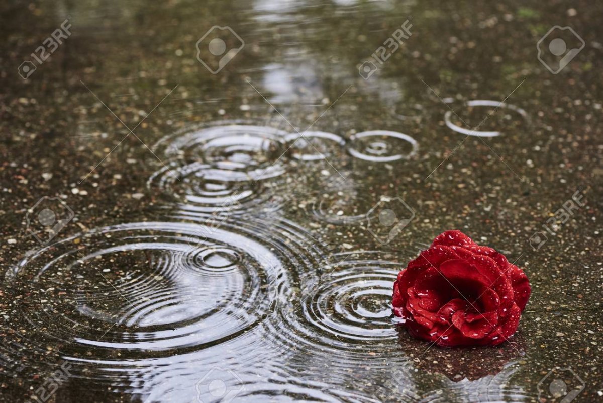 A Rose Dying in the Rain