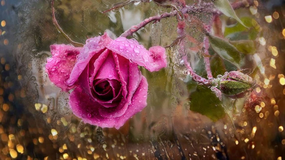 Розы под дождем