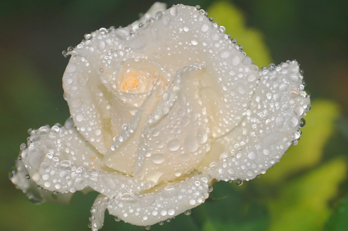 Цветы в каплях дождя