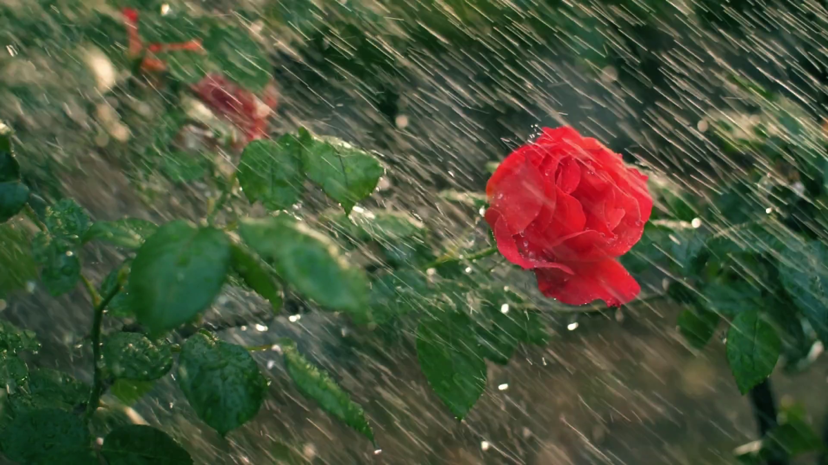 Ёмгир остида