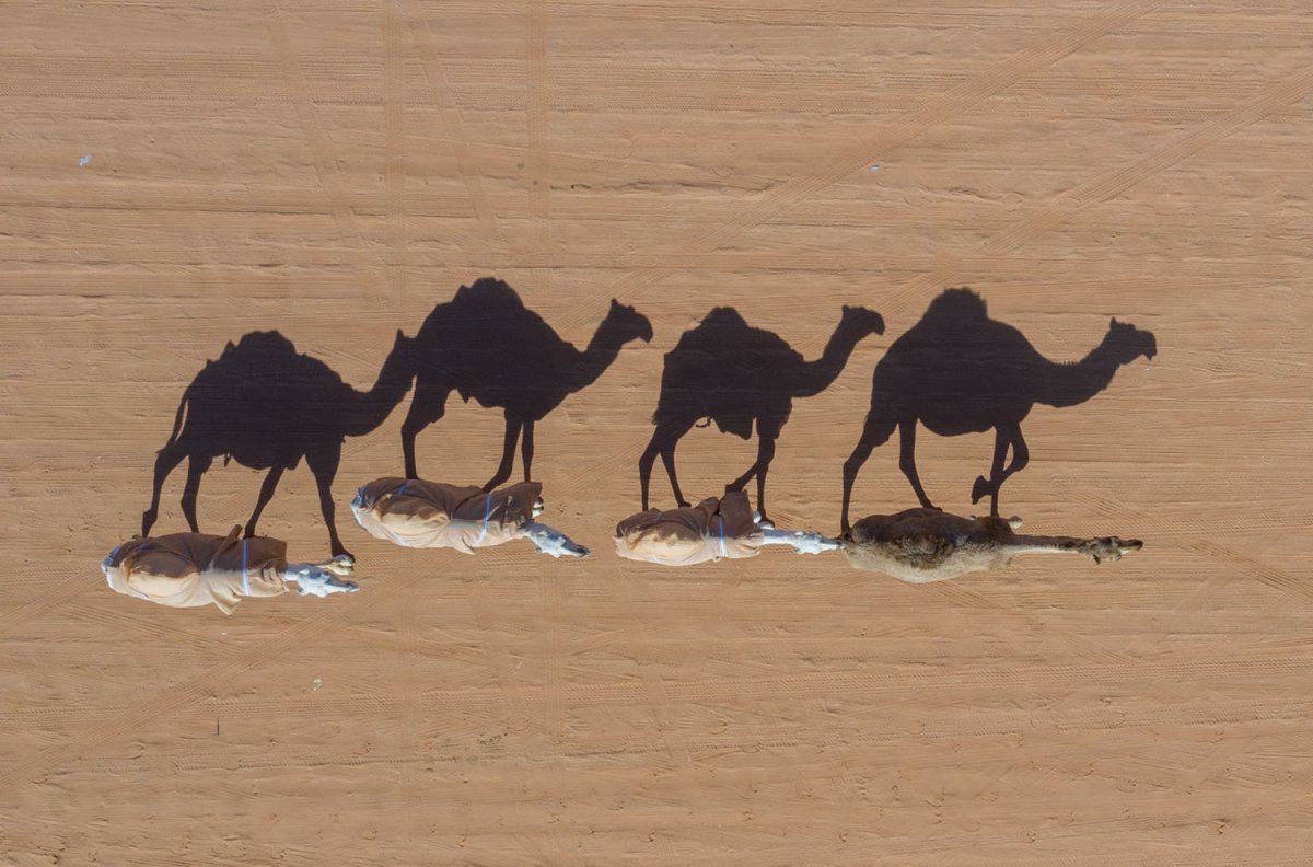 Camel animal illustration