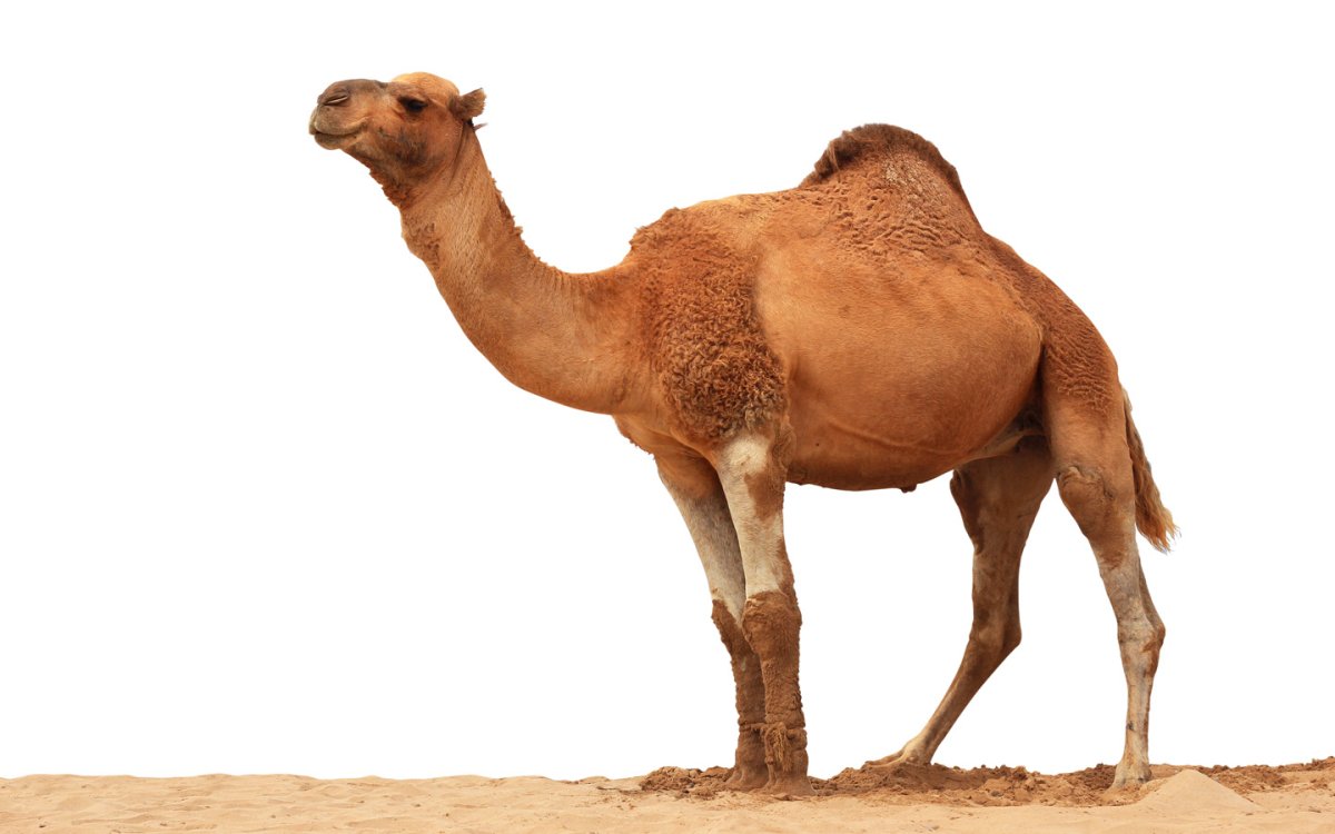 Караван с верблюжонком для детей мультяшные