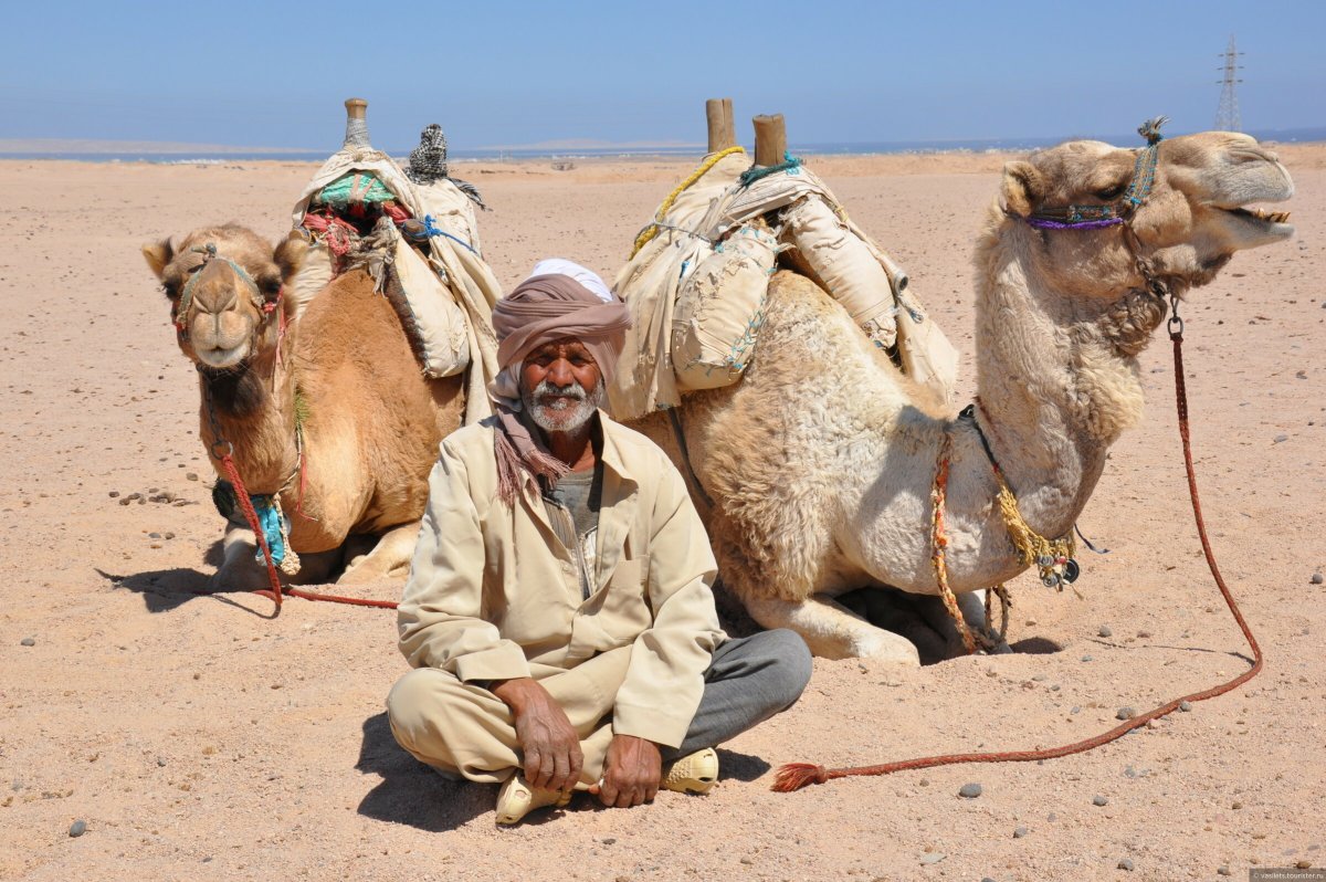 Караван верблюдов в пустыне