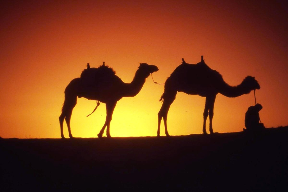 Антропоморфный верблюд Camel