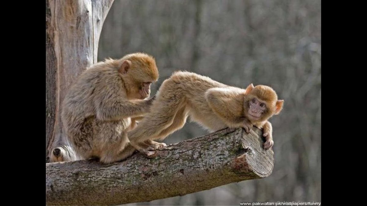 Заседание карикатура