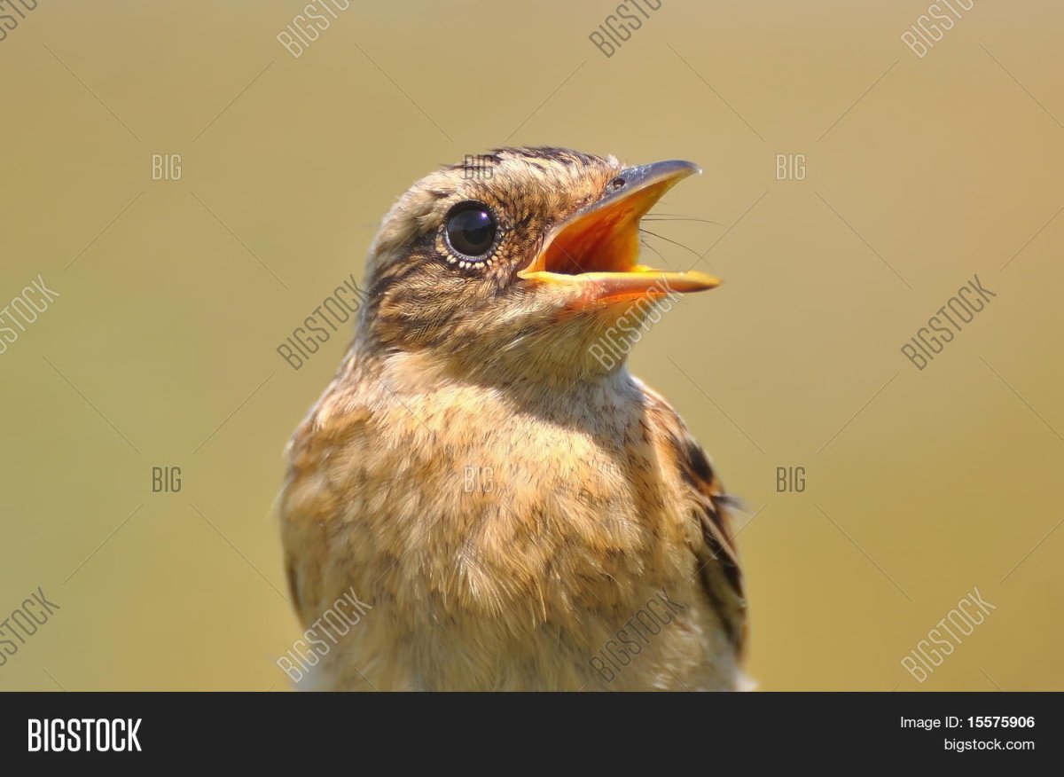 Птенчик с открытым клювом рисунок