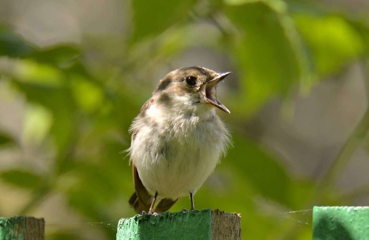 Воробей с открытым клювом