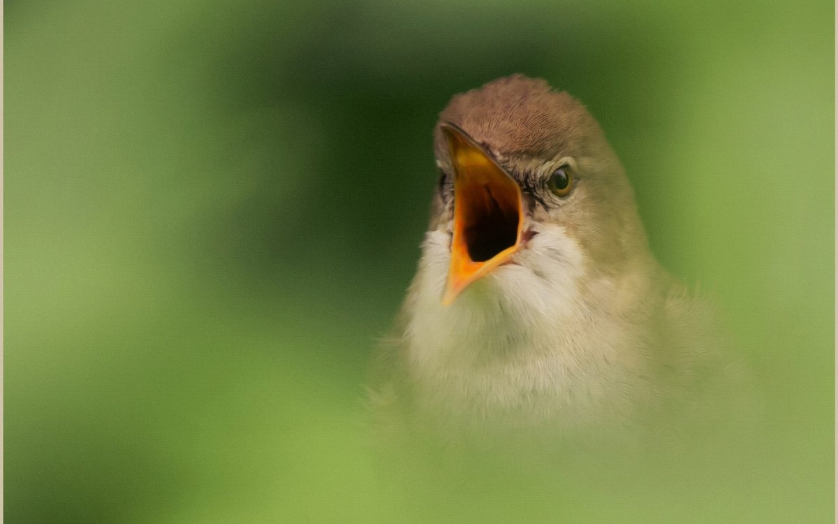 Птица с открытым ртом