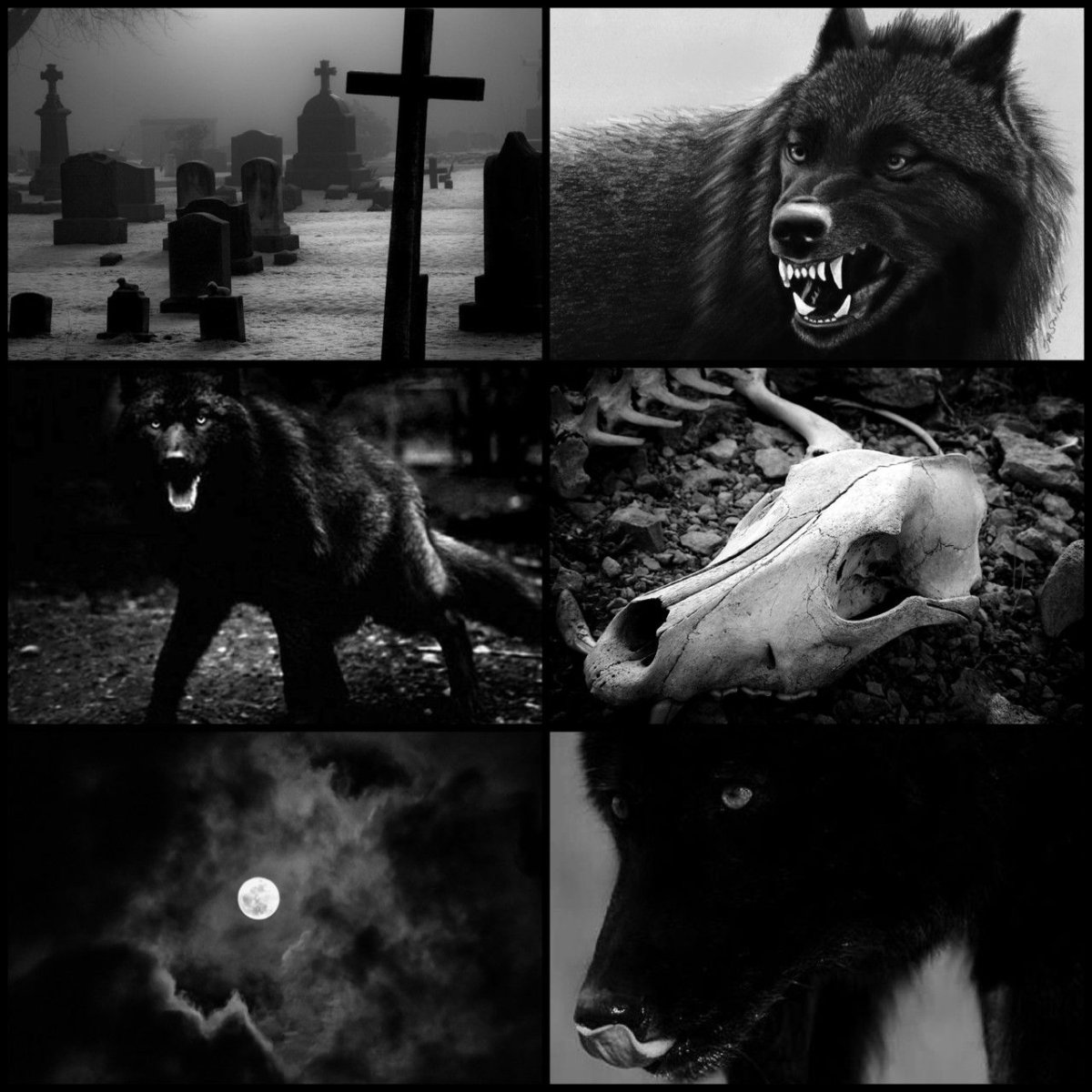 Необычные волки