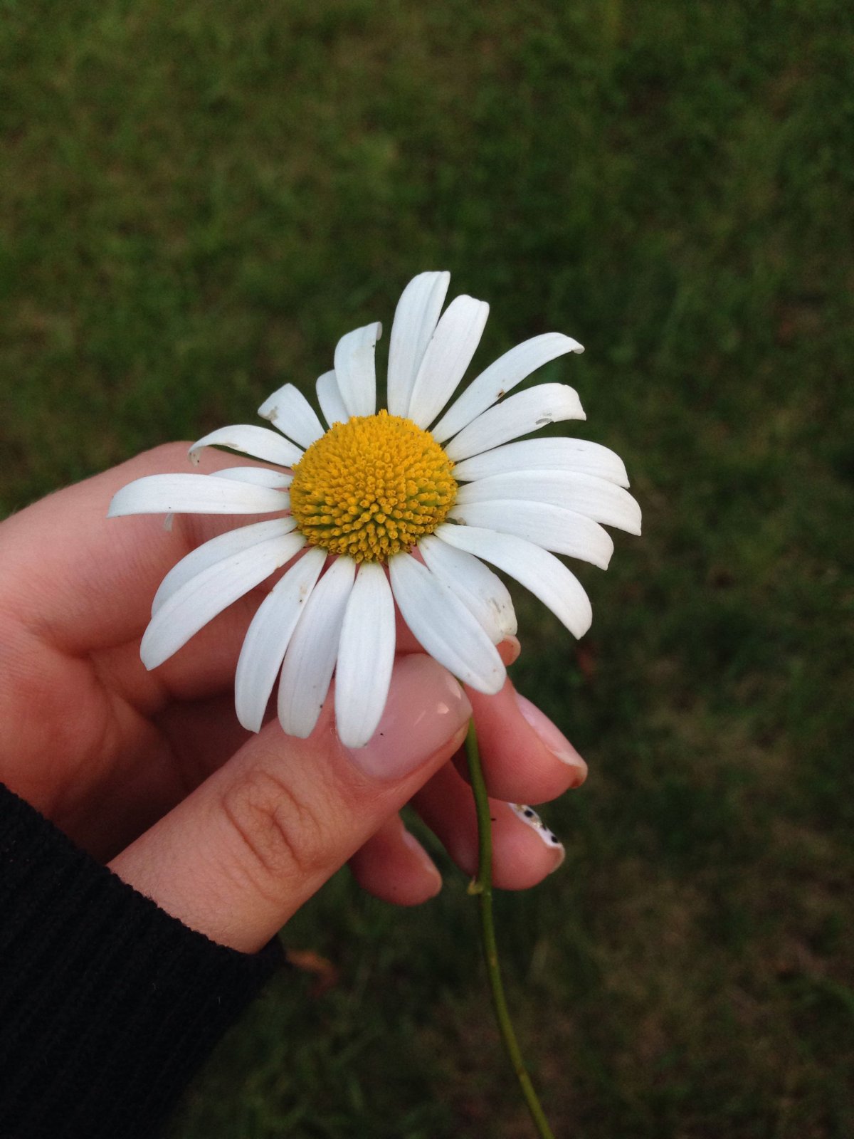 Ромашки в руках
