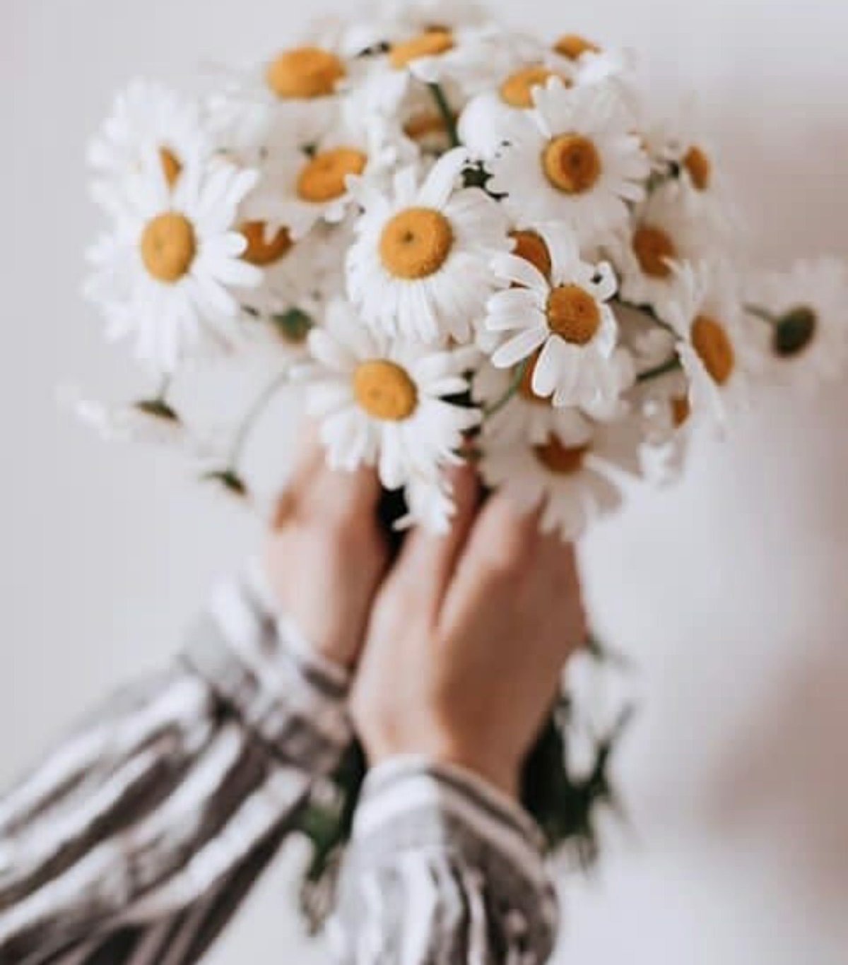 Ромашки в руках