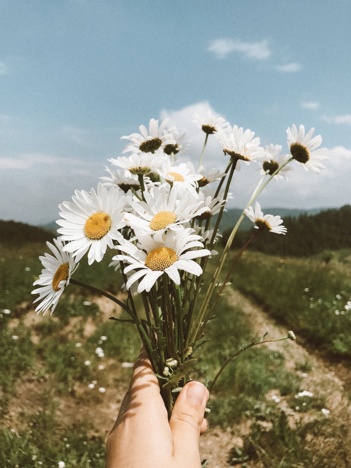 Одна Ромашка в руке