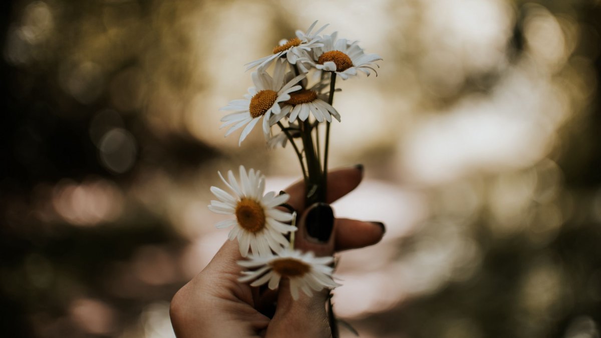Ромашки в руках