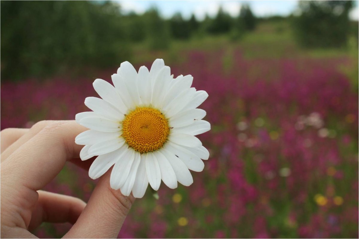 Букет ромашек в руках