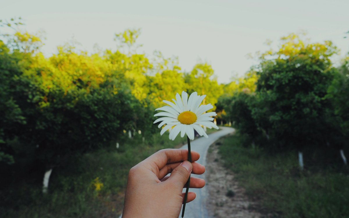 Ромашки в руках у девушки