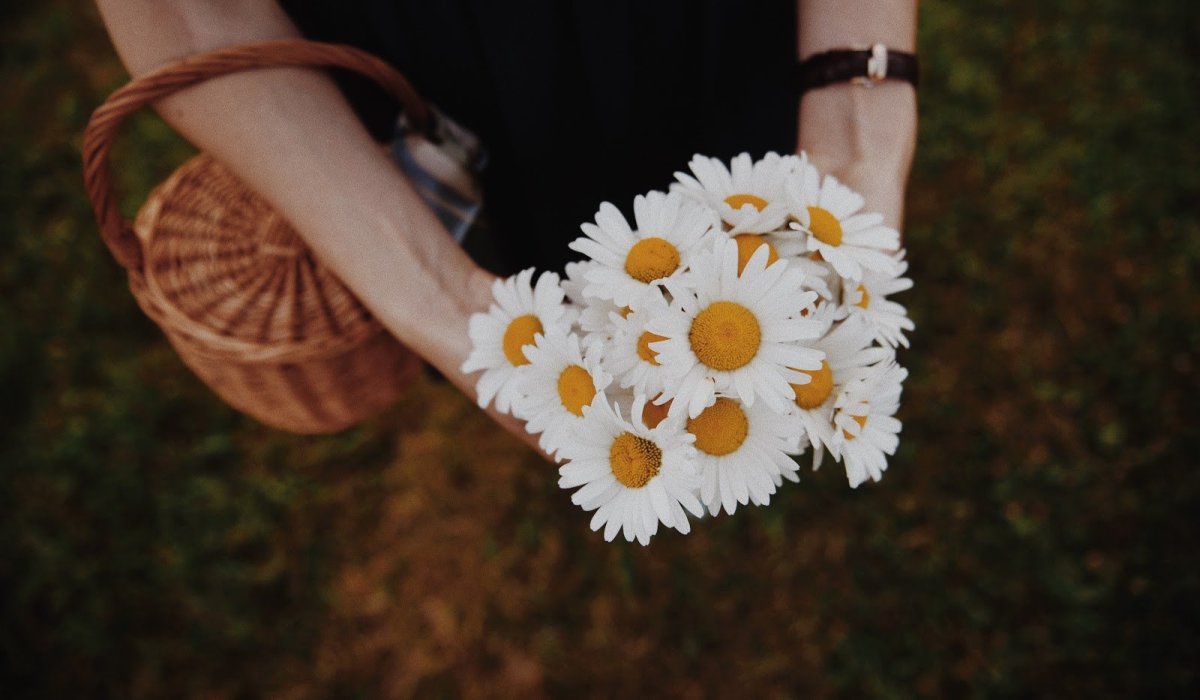 Ромашки в руках у девушки
