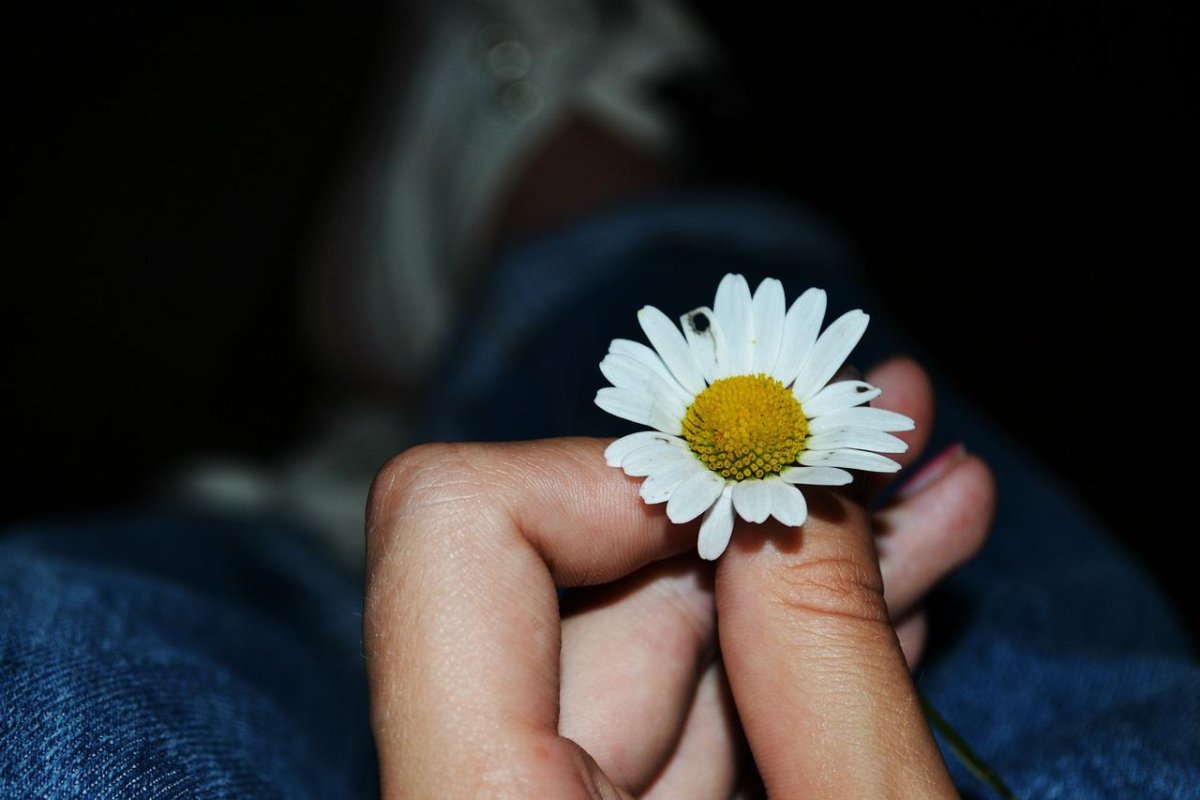 Букетик ромашек в руке