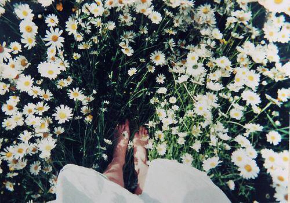 Букет ромашек в руках