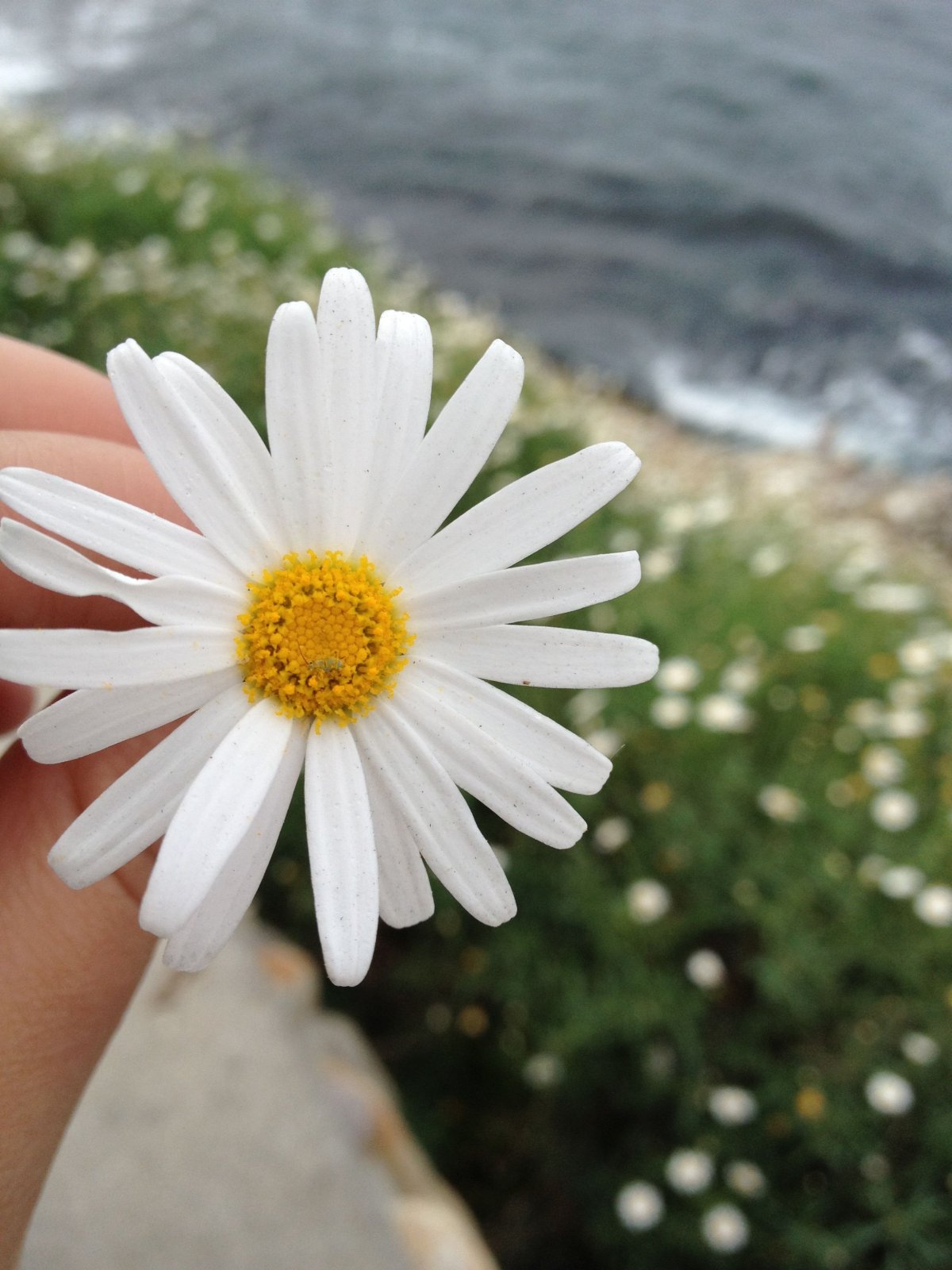 Ромашки в руках
