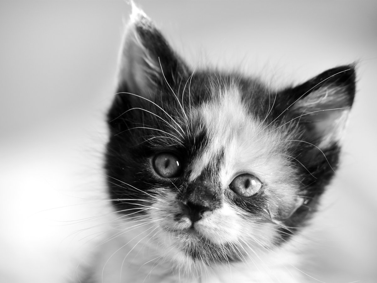 Удивительные иллюстрации от художника Rihards Donskis (apofiss)