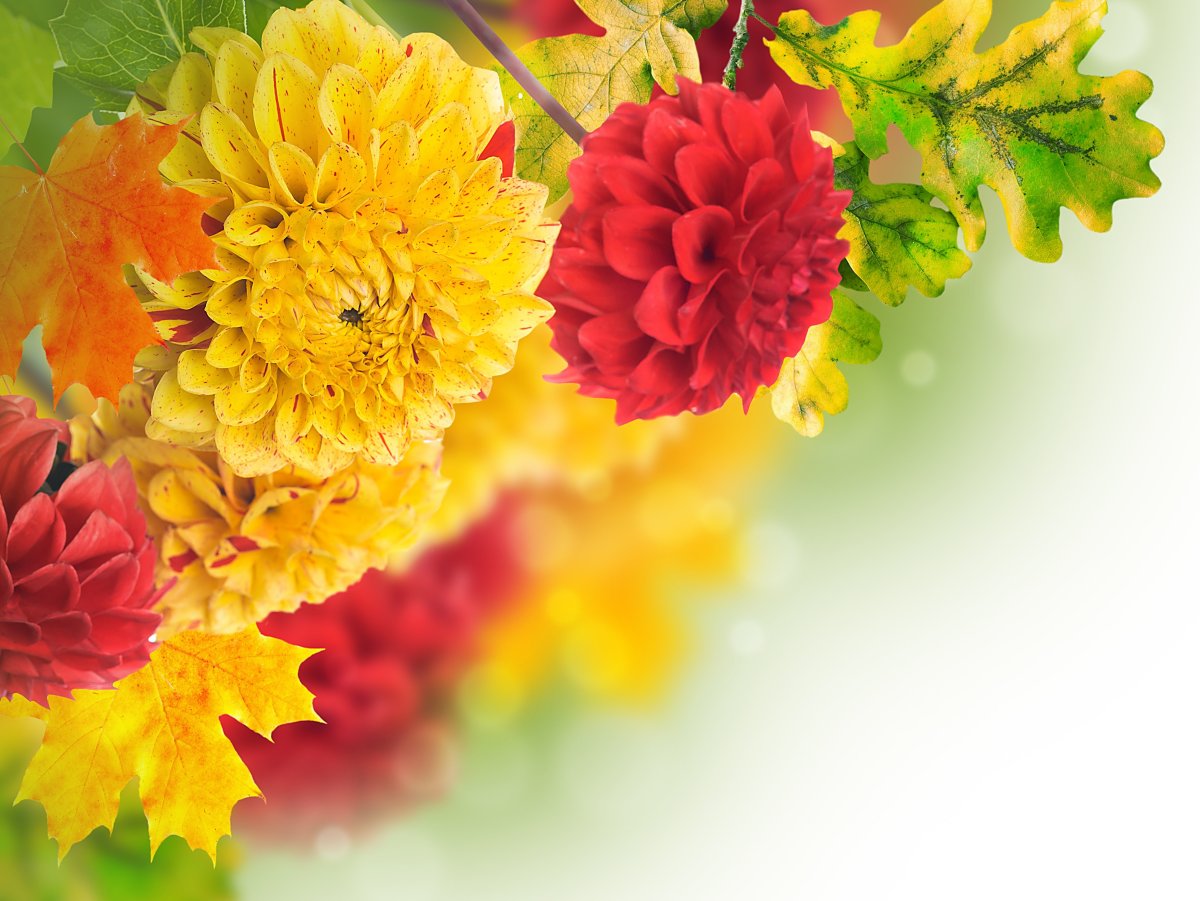 Осенний букет фон