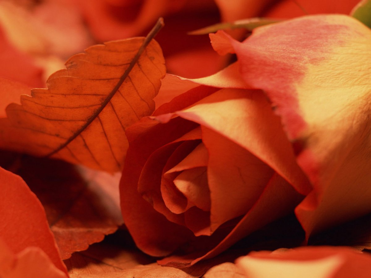 Осенние розы