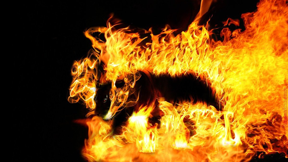 Огненный тигр