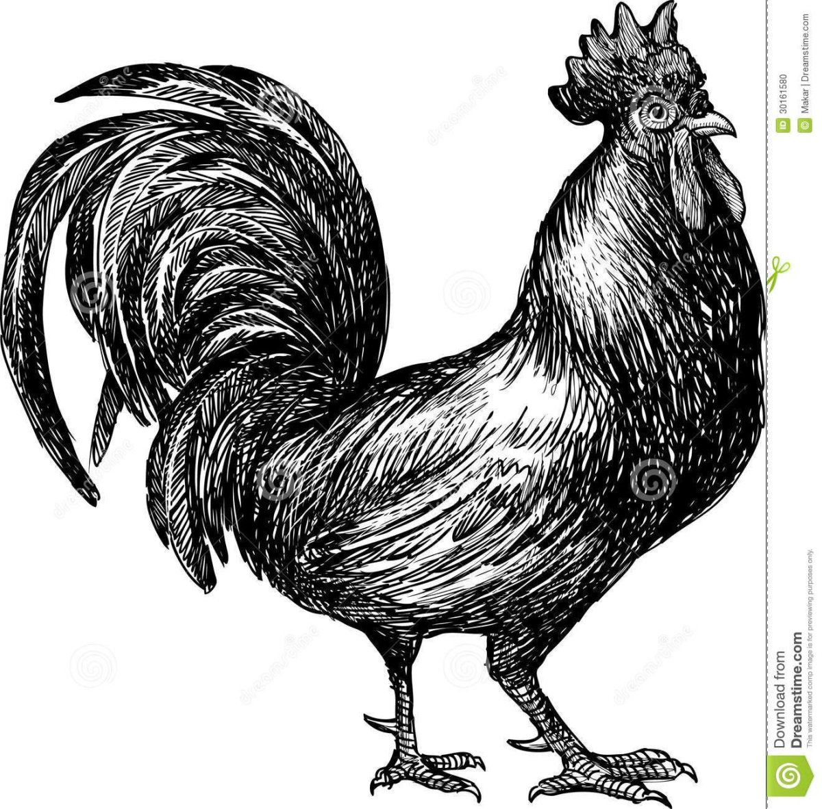 Петух рисунок