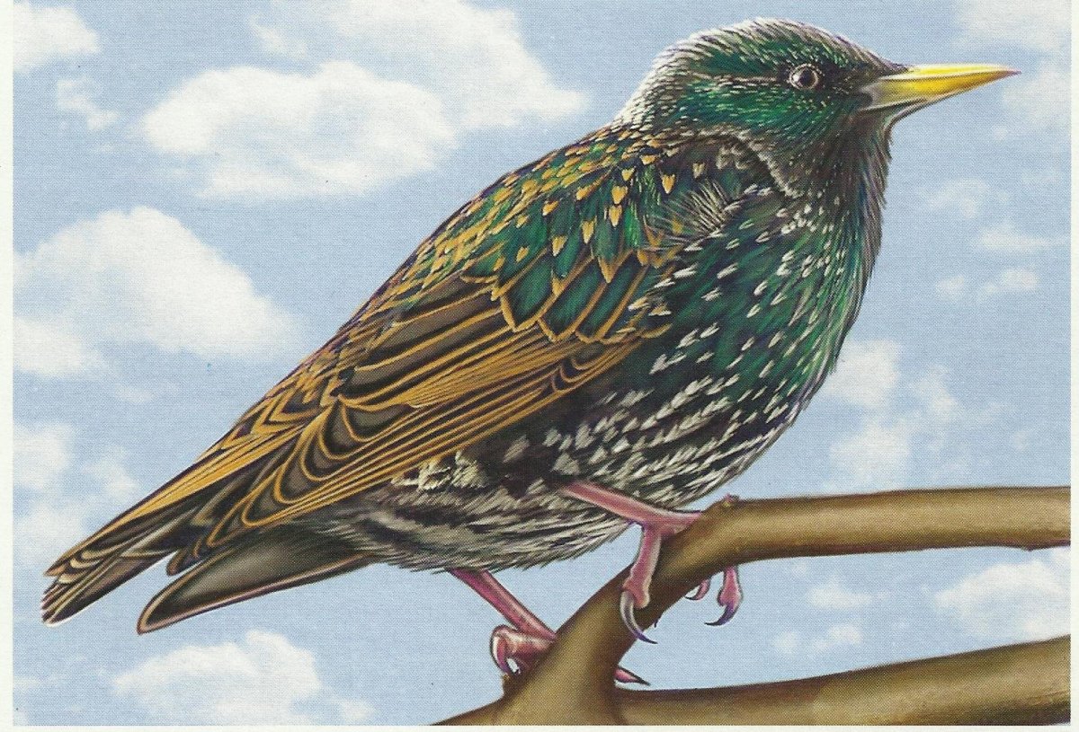 Скворец для детского сада