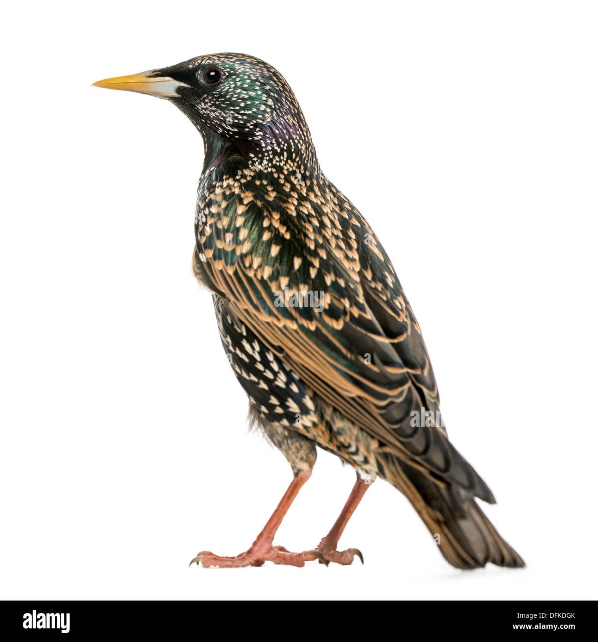 Кёлеманс Йоханнес Герард