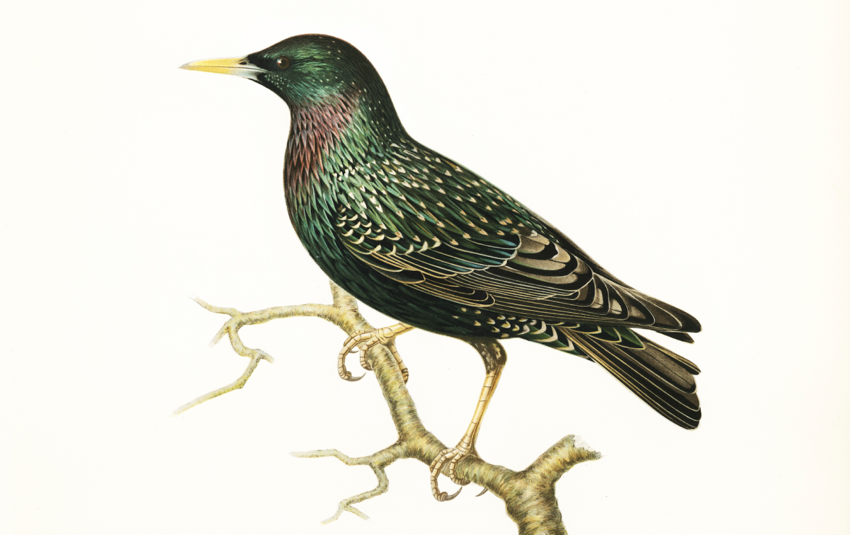 Скворец картинка