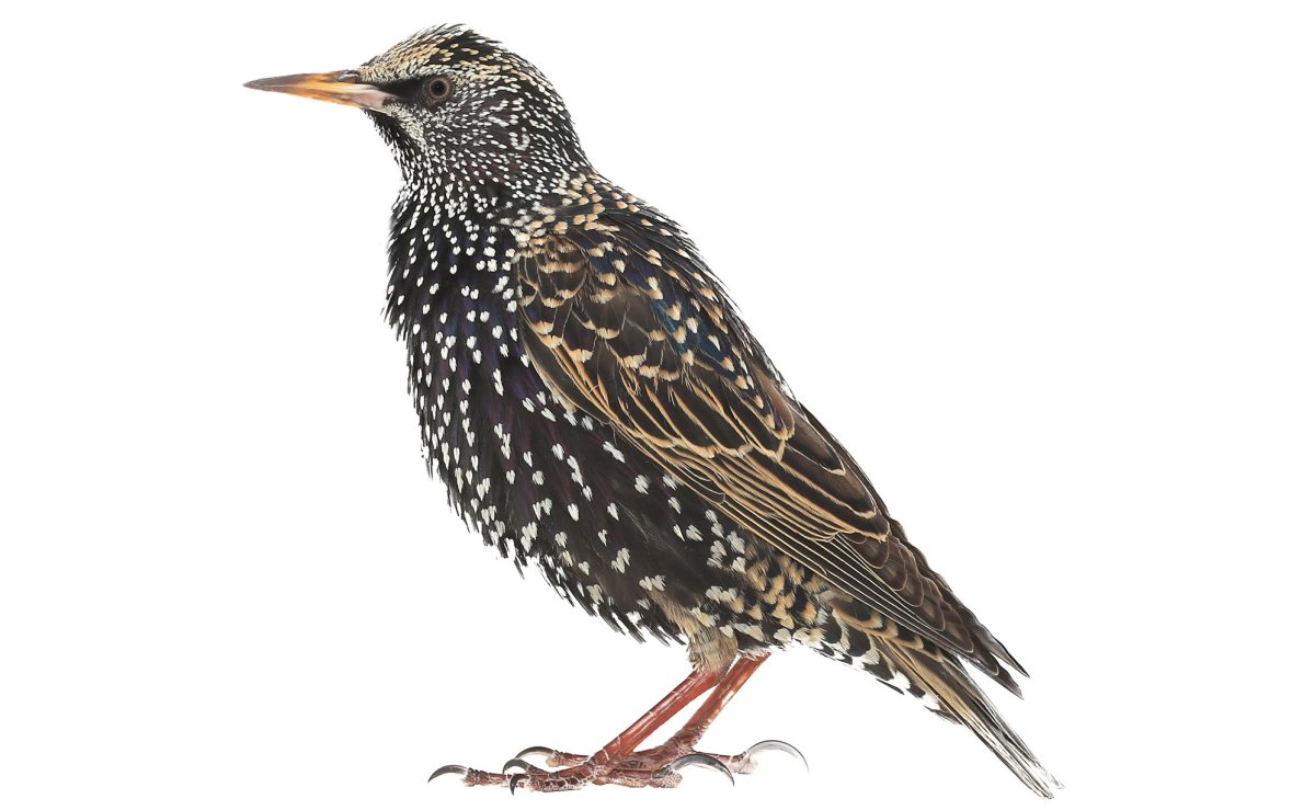 Скворец обыкновенный на белом фоне