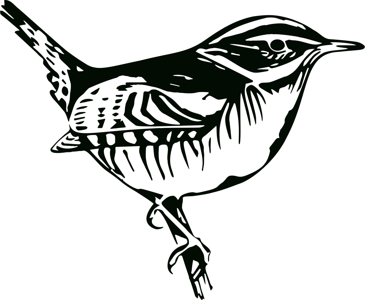 Скворцы полет